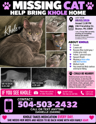 Lost Female Cat last seen Friendship Rehab and Health, Beaver, PA 15009