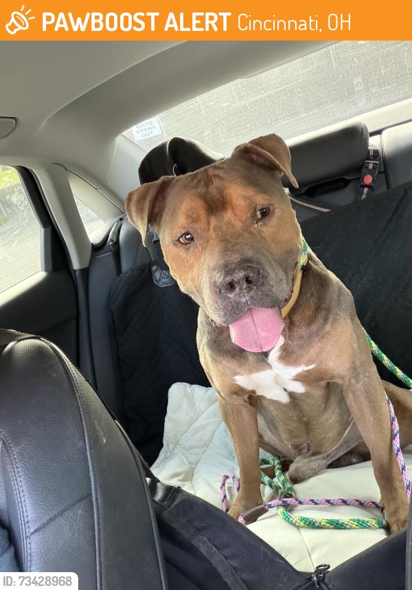 Found/Stray Male Dog last seen Clark and Mound Street near Stargel stadium, Cincinnati, OH 45203