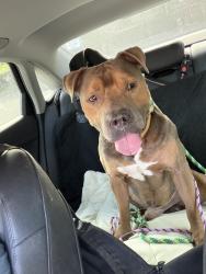 Found/Stray Male Dog last seen Clark and Mound Street near Stargel stadium, Cincinnati, OH 45203