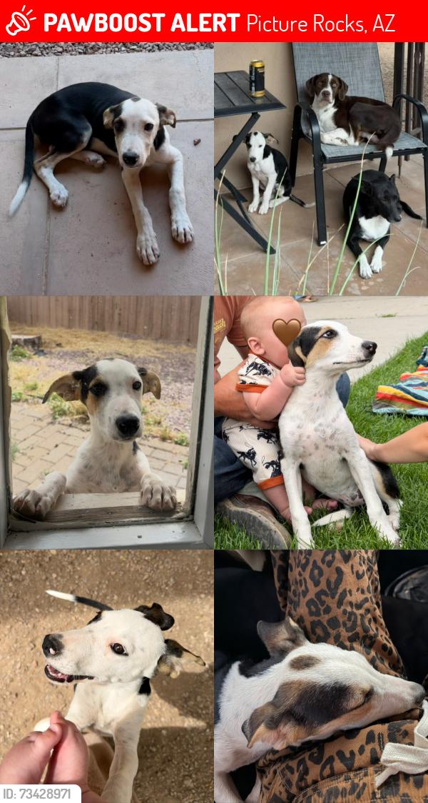 Lost Female Dog last seen Blue blvd, picture rocks rd, wagon wheel post, Picture Rocks, AZ 85743