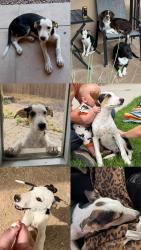 Lost Female Dog last seen Blue blvd, picture rocks rd, wagon wheel post, Picture Rocks, AZ 85743