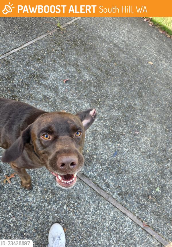 Found/Stray Male Dog last seen Sunrise puyallup, South Hill, WA 98374