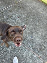Found/Stray Male Dog last seen Sunrise puyallup, South Hill, WA 98374