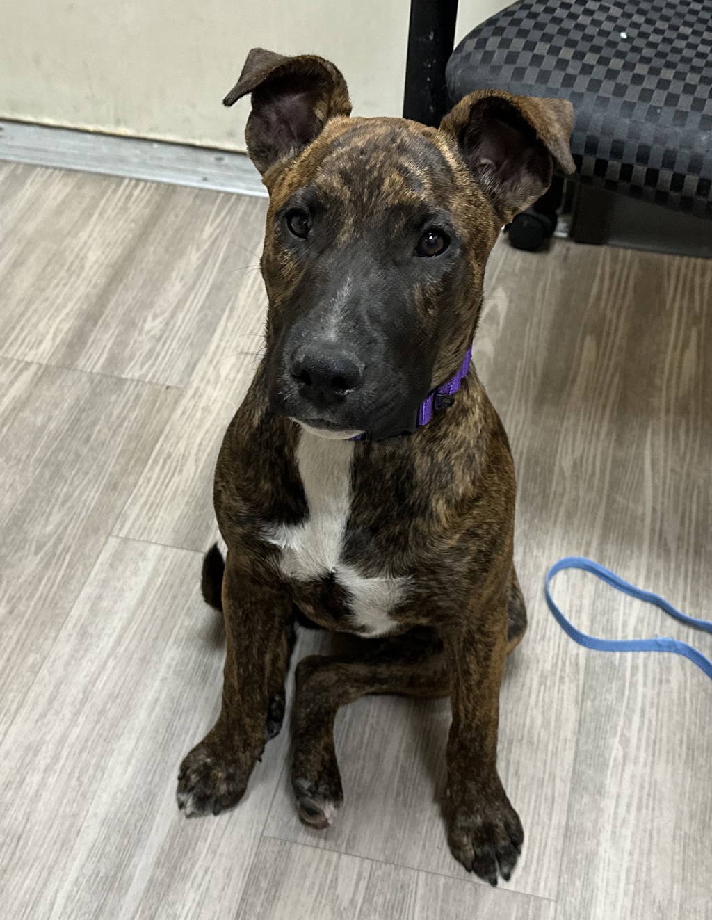 Shelter Stray Male Dog last seen Near Marquette, Oceanside, CA, 92058, Oceanside, CA 92058, USA