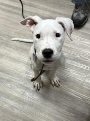 Shelter Stray Male Dog last seen Mission Avenue, Oceanside, CA, 92058, Oceanside, CA 92058, USA