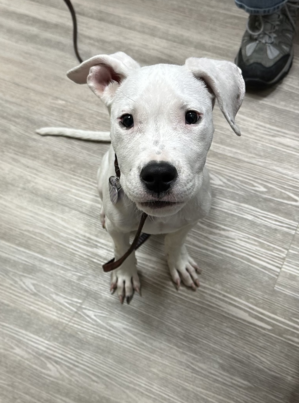 Shelter Stray Male Dog last seen Mission Avenue, Oceanside, CA, 92058, Oceanside, CA 92058, USA