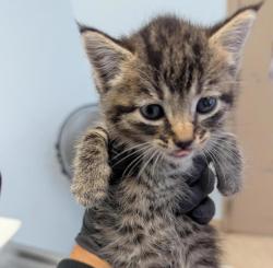 Shelter Stray Female Cat last seen Balboa Park, San Diego, CA, 92103, 5500 Gaines St, San Diego, CA 92110, USA
