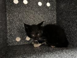 Shelter Stray Male Cat last seen Near E 148 Street, BRONX, NY, 10451, 326 E 110th St, New York, NY 10029, USA