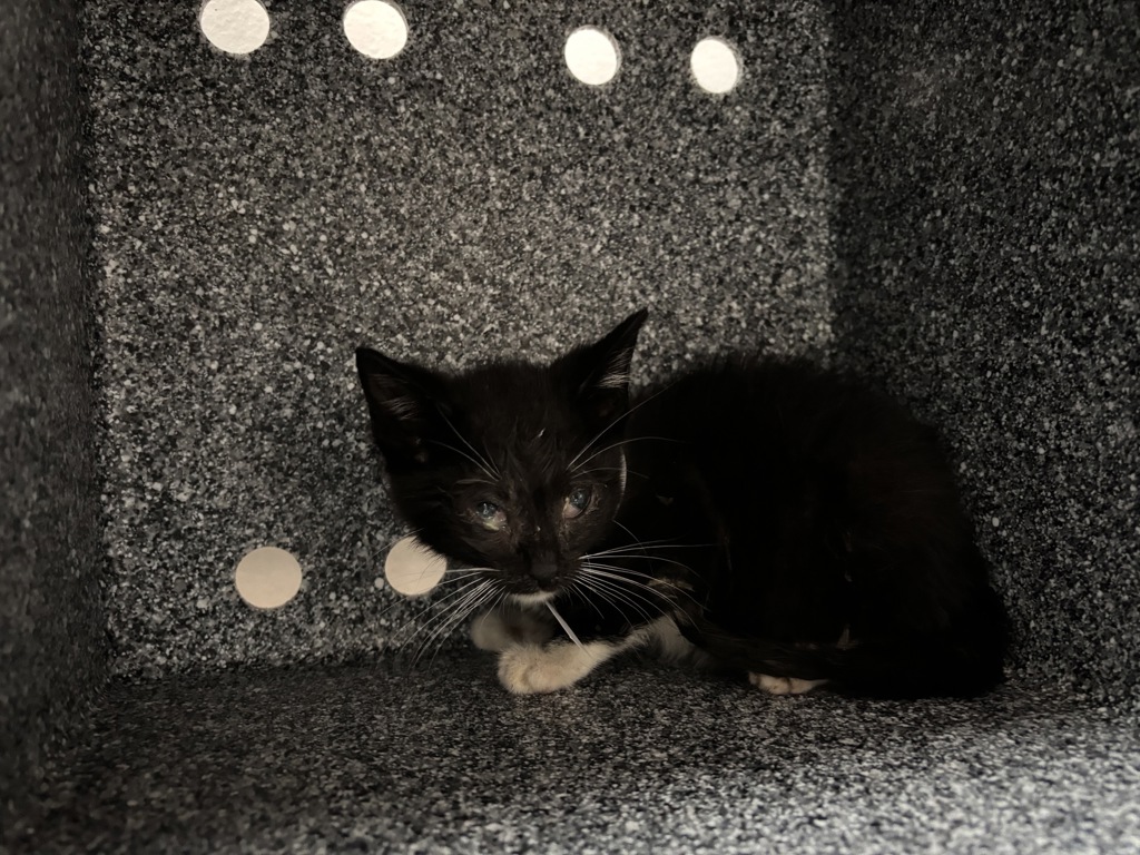 Shelter Stray Male Cat last seen Near E 148 Street, BRONX, NY, 10451, 326 E 110th St, New York, NY 10029, USA