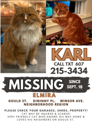 Lost Male Cat last seen Winsor Ave, Elmira, NY 14905