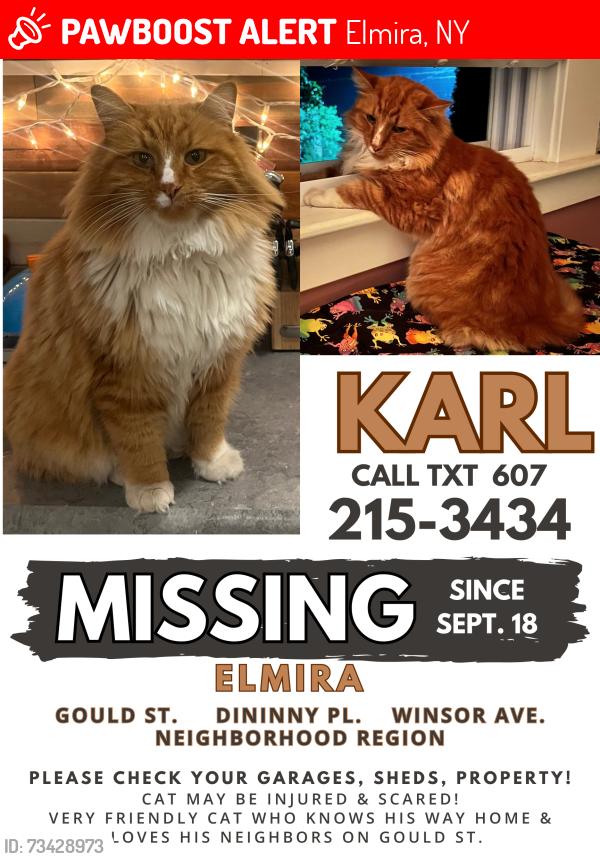 Lost Male Cat last seen Winsor Ave, Elmira, NY 14905