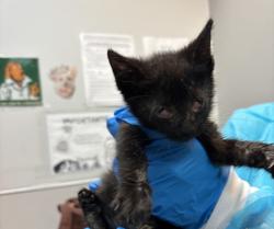 Shelter Stray Female Cat last seen Near E 148 Street, BRONX, NY, 10451, 326 E 110th St, New York, NY 10029, USA