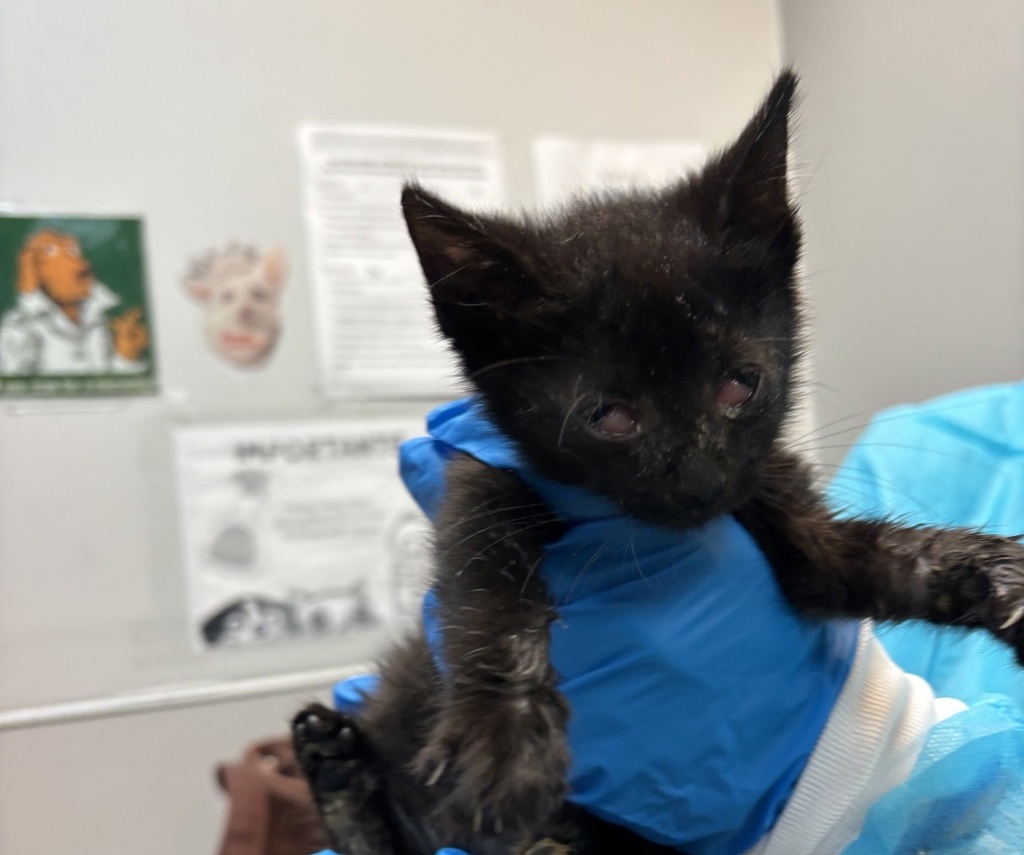 Shelter Stray Female Cat last seen Near E 148 Street, BRONX, NY, 10451, 326 E 110th St, New York, NY 10029, USA