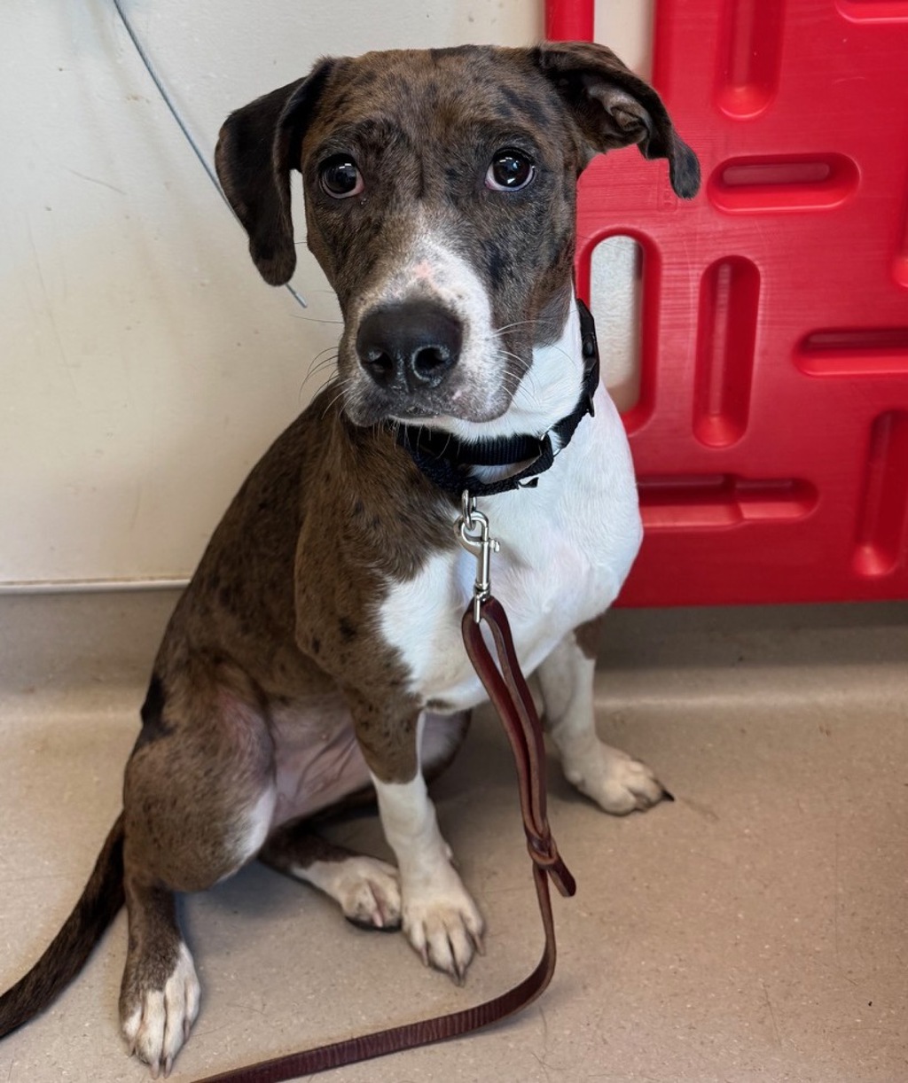 Shelter Stray Female Dog last seen Near Skyview Street, El Cajon, CA, 92020, El Cajon, CA 92020, USA