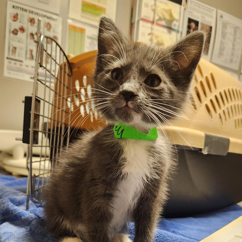Shelter Stray Male Cat last seen 73rd Avenue, OAKLAND, CA, 94605, 8323 Baldwin St, Oakland, CA 94621, USA