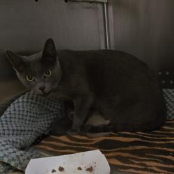 Shelter Stray Female Cat last seen Via Chiquita, SAN LORENZO, CA, 94580, 8323 Baldwin St, Oakland, CA 94621, USA
