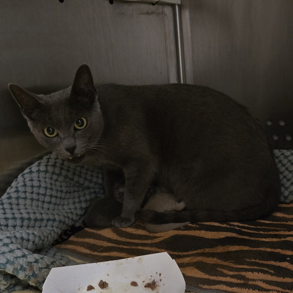 Shelter Stray Female Cat last seen Via Chiquita, SAN LORENZO, CA, 94580, 8323 Baldwin St, Oakland, CA 94621, USA