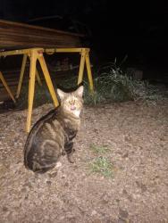 Found/Stray Male Cat last seen 171st & Fairmount Basehor/Leavenworth, Leavenworth, KS 66048