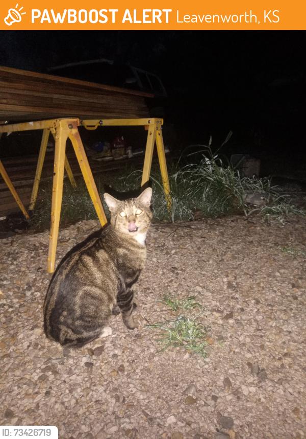 Found/Stray Male Cat last seen 171st & Fairmount Basehor/Leavenworth, Leavenworth, KS 66048