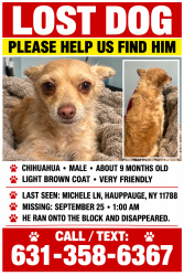 Reunited Male Dog last seen Seen close to the rinx in Hauppuage, Hauppauge, NY 11788