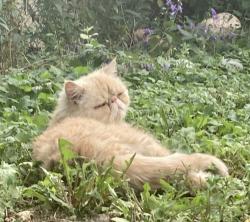 Lost Male Cat last seen Near N McKinley Ave, Fort Collins, CO 80521