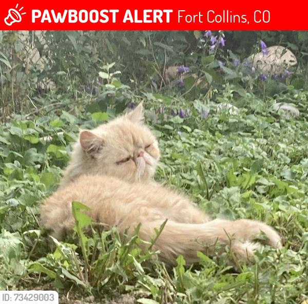 Lost Male Cat last seen Near N McKinley Ave, Fort Collins, CO 80521