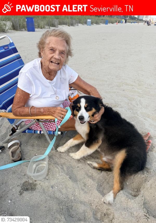 Lost Female Dog last seen Belle meadows, Sevierville, TN 37862