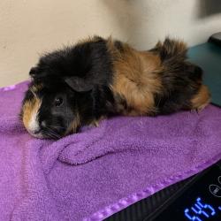 Shelter Stray Male Other last seen , 361 S Raymond Ave, Pasadena, CA 91105, USA