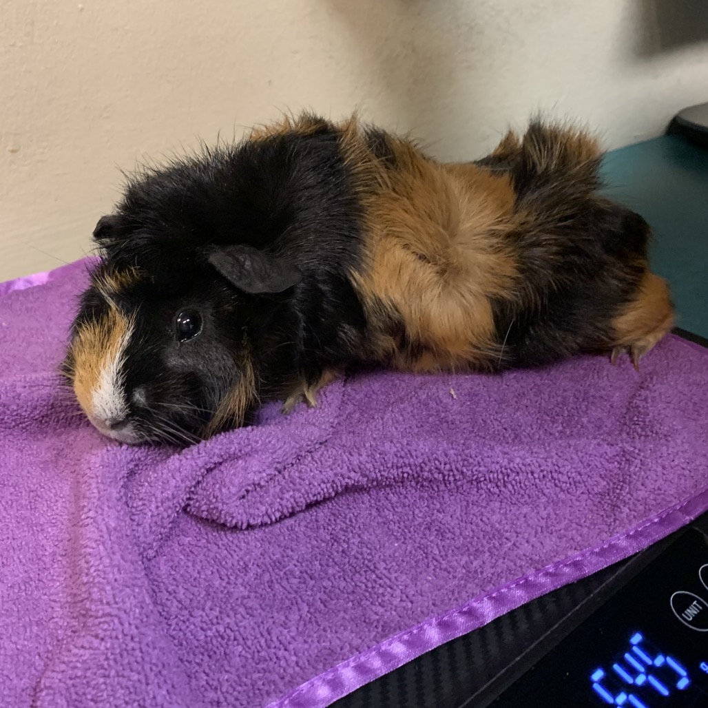 Shelter Stray Male Other last seen , 361 S Raymond Ave, Pasadena, CA 91105, USA