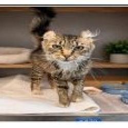 Shelter Stray Female Cat last seen , 361 S Raymond Ave, Pasadena, CA 91105, USA