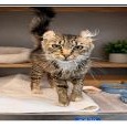 Shelter Stray Female Cat last seen , 361 S Raymond Ave, Pasadena, CA 91105, USA