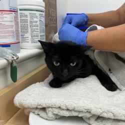 Shelter Stray Male Cat last seen , 361 S Raymond Ave, Pasadena, CA 91105, USA