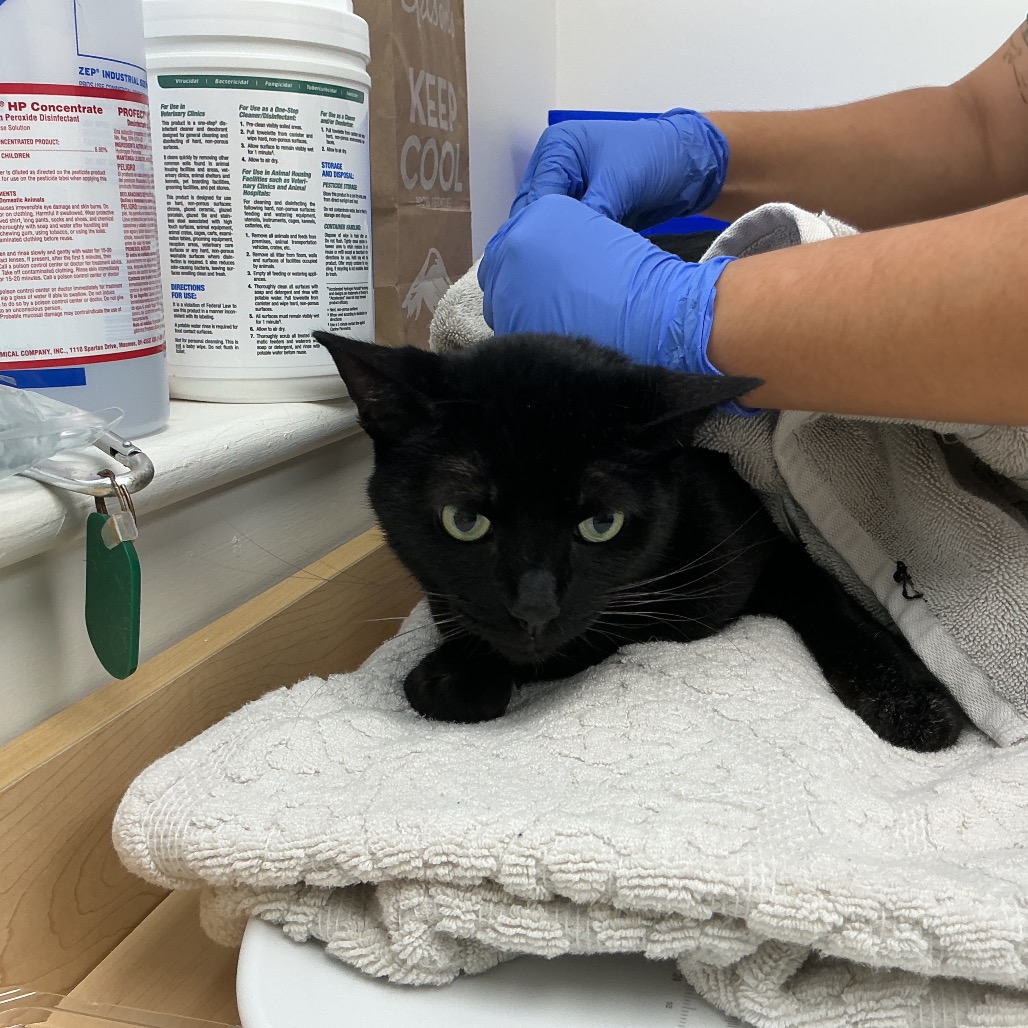 Shelter Stray Male Cat last seen , 361 S Raymond Ave, Pasadena, CA 91105, USA