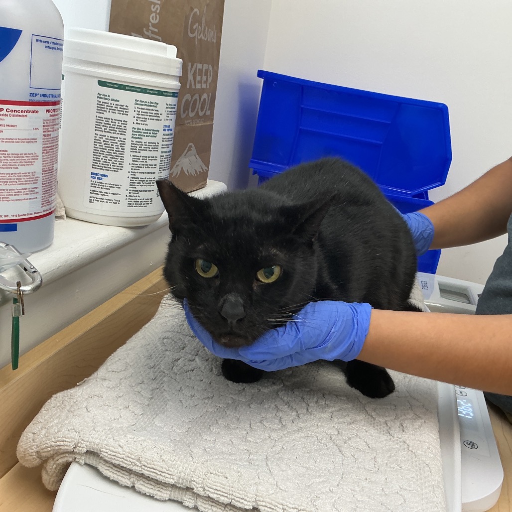 Shelter Stray Male Cat last seen , 361 S Raymond Ave, Pasadena, CA 91105, USA