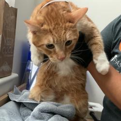 Shelter Stray Male Cat last seen , 361 S Raymond Ave, Pasadena, CA 91105, USA
