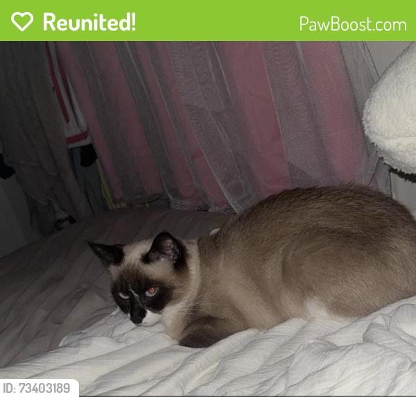 Reunited Female Cat last seen Queen st, king st, chandler st, Worcester, MA 01610