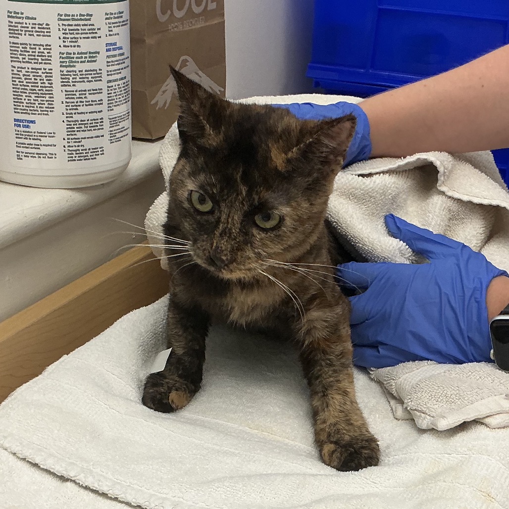 Shelter Stray Female Cat last seen , 361 S Raymond Ave, Pasadena, CA 91105, USA