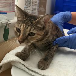 Shelter Stray Female Cat last seen , 361 S Raymond Ave, Pasadena, CA 91105, USA
