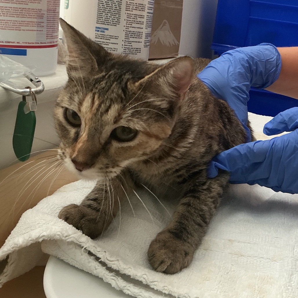 Shelter Stray Female Cat last seen , 361 S Raymond Ave, Pasadena, CA 91105, USA