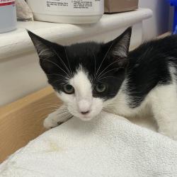 Shelter Stray Male Cat last seen , 361 S Raymond Ave, Pasadena, CA 91105, USA