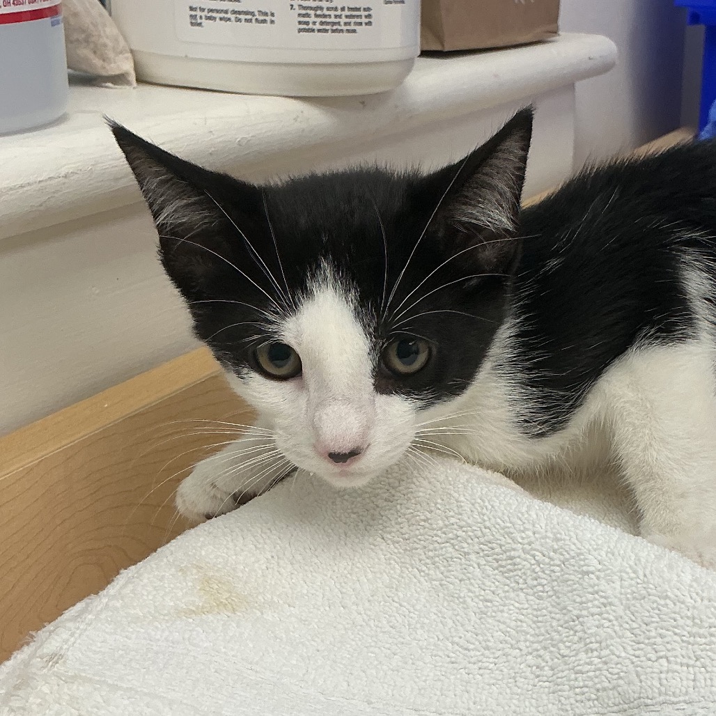 Shelter Stray Male Cat last seen , 361 S Raymond Ave, Pasadena, CA 91105, USA