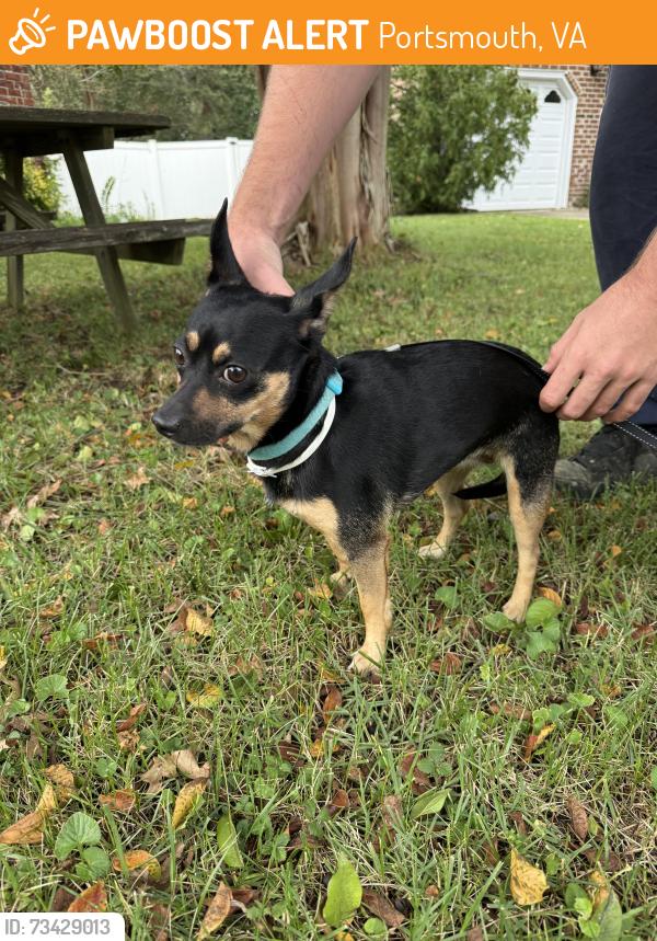 Found/Stray Female Dog last seen Victory Blvd and Military Hwy, Portsmouth, VA 23702