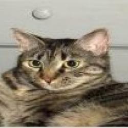 Shelter Stray Female Cat last seen , 361 S Raymond Ave, Pasadena, CA 91105, USA