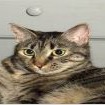 Shelter Stray Female Cat last seen , 361 S Raymond Ave, Pasadena, CA 91105, USA