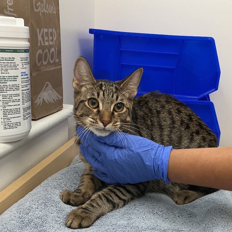 Shelter Stray Male Cat last seen , 361 S Raymond Ave, Pasadena, CA 91105, USA