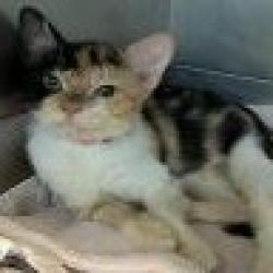 Shelter Stray Female Cat last seen , 361 S Raymond Ave, Pasadena, CA 91105, USA