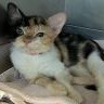 Shelter Stray Female Cat last seen , 361 S Raymond Ave, Pasadena, CA 91105, USA