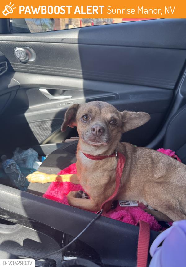 Found/Stray Male Dog last seen E lake mead blvd and N Christy Ln, Sunrise Manor, NV 89156