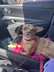 Found/Stray Male Dog last seen E lake mead blvd and N Christy Ln, Sunrise Manor, NV 89156