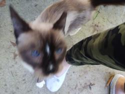 Found/Stray Male Cat last seen Near Hwy 247, Belton SC, Belton, SC 29627